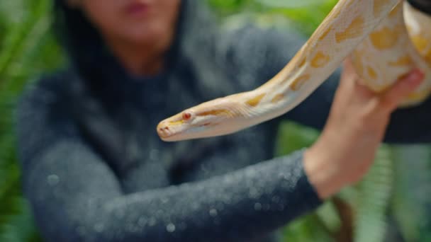 Mujer y serpiente amarilla arrastrándose a lo largo de su mano y cuello en el jardín, de cerca — Vídeos de Stock