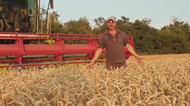 Kriwoj Rog, Ukraine - 18.07.2021 Ein Bauer geht durch das Weizenfeld und berührt die Stacheln mit der Hand, Sonnenuntergang auf dem Feld. — Stockvideo