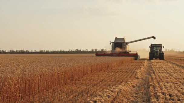 Kriwoj Rog, Ukraine - 18.07.2021 Erntemaschine lädt Weizen in den Traktoraufbau, Ernte, Sommer. — Stockvideo