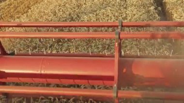 biçerdöver buğday toplar. Hasat, tarım endüstrisi, tarlada gün batımı.