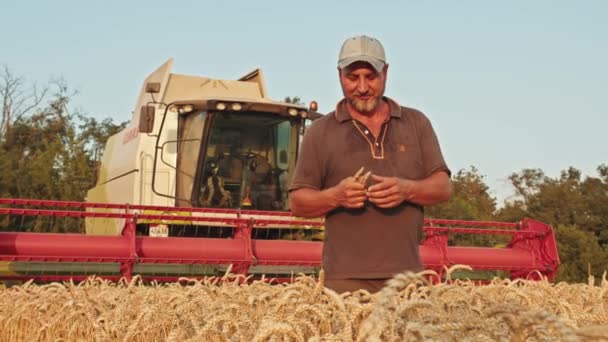 Krivoy Rog, Oekraïne - 07.18.2021 een boer in een tarweveld controleert de kwaliteit van het gewas, pond het graan in zijn handen, kijkt ernaar, bij zonsondergang. staat tegen de achtergrond van de combinatie. — Stockvideo