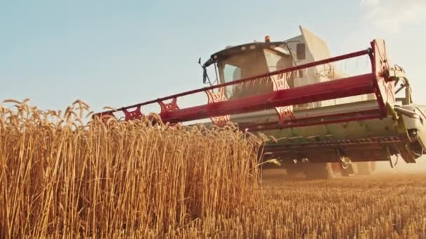 Kriwoj Rog, Ukraine - 18.07.2021 Erntemaschine erntet Weizen. Ernte, Landwirtschaft, Sonnenuntergang auf dem Feld. — Stockvideo