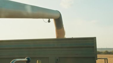 hasat kamyonu traktör gövdesine buğday yükler, hasat, yaz.