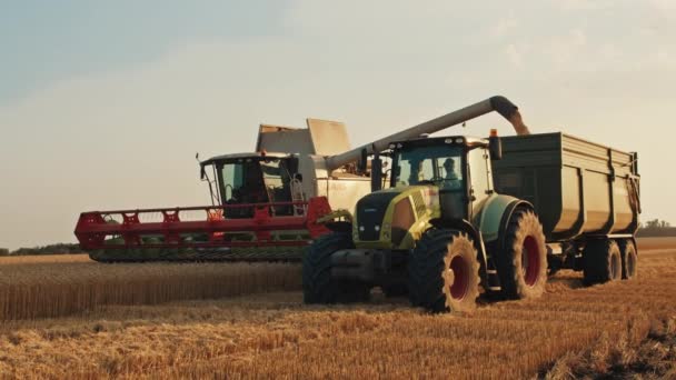 Kriwoj Rog, Ukraine - 18.07.2021 Erntemaschine lädt Weizen in den Traktoraufbau, Ernte, Sommer. — Stockvideo