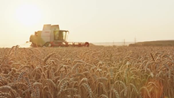 Kriwoj Rog, Ukraine - 18.07.2021 Erntemaschine erntet Weizen. Ernte, Landwirtschaft, Sonnenuntergang auf dem Feld. — Stockvideo