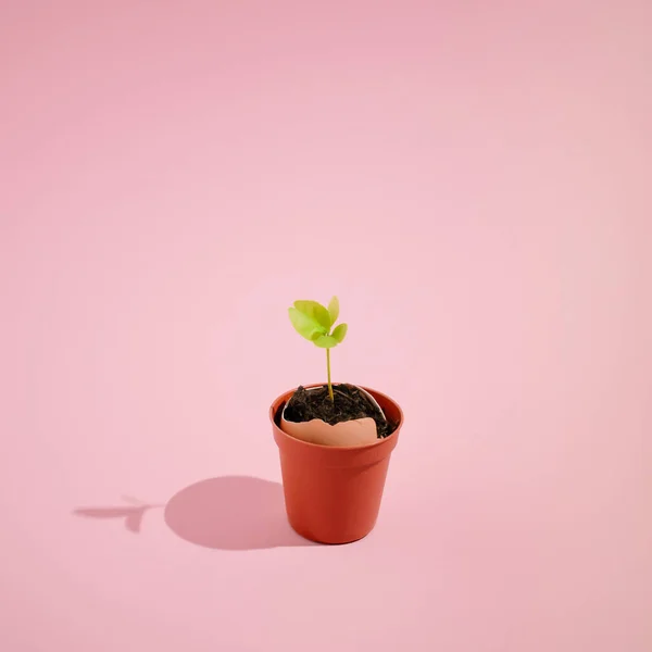Ideia Botânica Minimalista Com Planta Verde Crescendo Partir Casca Ovo — Fotografia de Stock