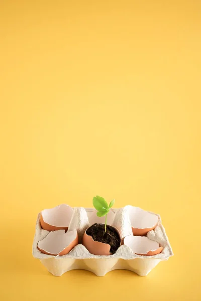 Creative nature and growth concept, small green plant growing out of an eggshell. Bright yellow background, minimalistic summer botanical idea, simple vertical arrangement.