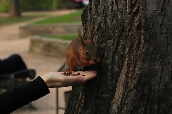 Bold squirrel gnaws away with pine nuts — Stock Photo, Image