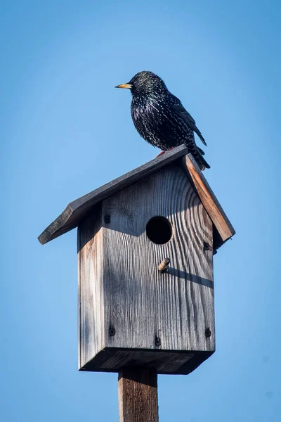 Krásný Černý Sturnus Sedící Starlingové Bedně Pozorující Les — Stock fotografie