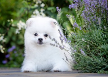 Çok hoş ve güzel beyaz bir köpek parkta uzanıyor, doğanın tadını çıkarıyor ve Pomeranian spitz çiçekleri kokluyor.