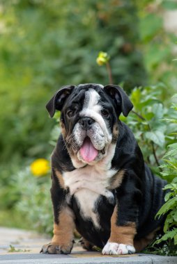 Son derece güzel ve sevimli bir köpek parkta oturuyor, gülümsüyor ve doğanın tadını çıkarıyor İngiliz bulldog 'u.
