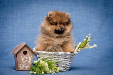 Sepette oturan çok tatlı bir köpek fotoğrafa poz veriyor yanında beyaz çiçekler ve Pomeranya salyası var.