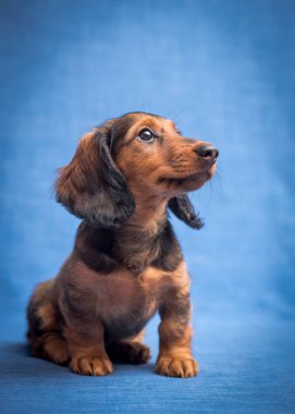 Düşünceli bir şekilde başka bir yere bakıyor, güzel bir köpek oturuyor ve mavi arka plandaki Dachshund fotoğrafları için poz veriyor.