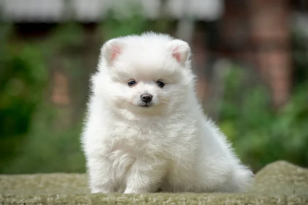 Snowy White Puppy Posing Photo Park Morning Walk — Stock Photo, Image