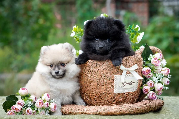 Cachorro Sentado Cesto Outro Lado Dele Eles Também Têm Algumas — Fotografia de Stock