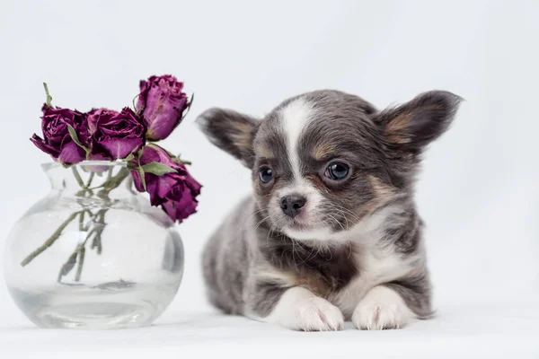 Een Uiterst Schattige Puppy Met Een Vaas Van Heel Mooie — Stockfoto