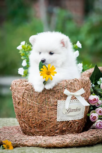 Snowy White Puppy Sitting Basket Holding Bright Yellow Flower Its — Stock Photo, Image