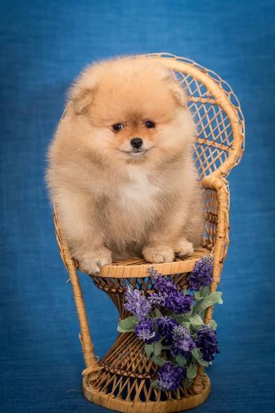 강아지가 선물을 준비하고 귀여운 포메라니안 스피츠가 있습니다 — 스톡 사진