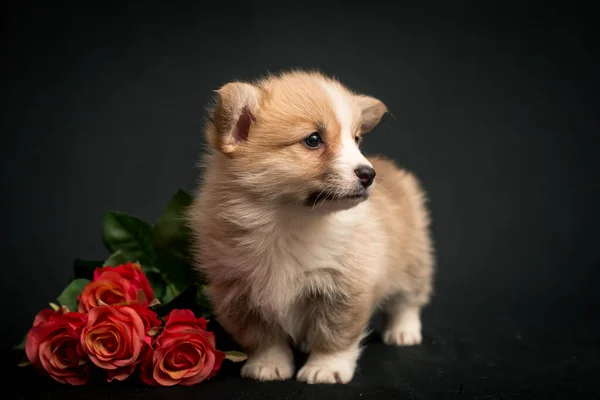 Cucciolo Piccolo Molto Bello Posa Foto Con Alcune Belle Rose — Foto Stock