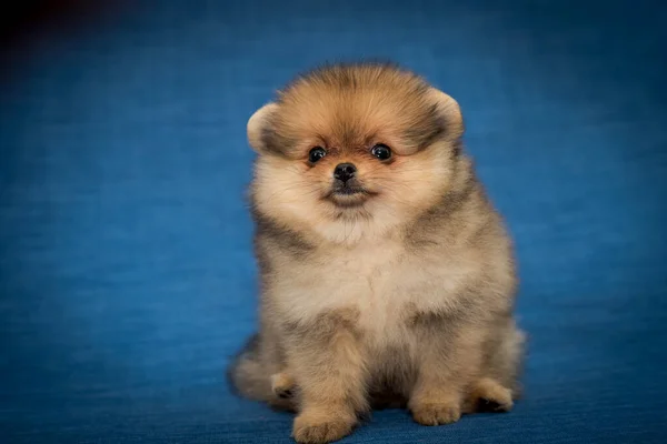 ふわふわの紫色の枕の上に小さなかわいい犬が横たわっていて カメラの中をまっすぐ見ていますポメラニアスピッツ — ストック写真