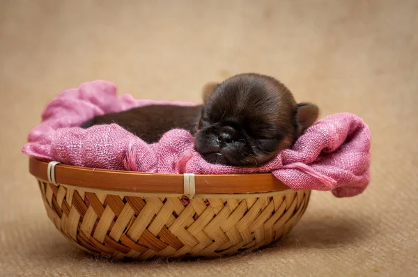 ピンクの毛布でバスケットに寝そべっている小さなかわいい子犬が眠りに落ち 何かを夢見ていました写真2 — ストック写真