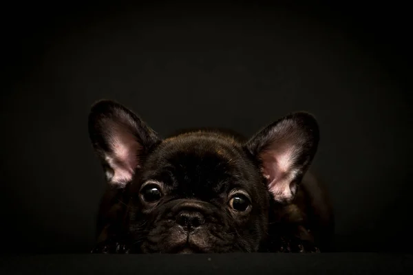 Een Erg Schattige Zwarte Puppy Die Voor Foto Poseerde Recht — Stockfoto