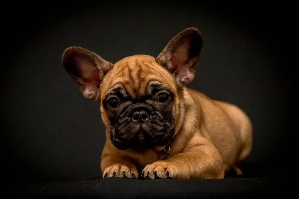 写真のために敷設し ポーズし まっすぐ見て非常にかわいい茶色の子犬は その大きな目で来ましたフランス語ブルドッグ — ストック写真