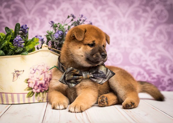 一只毛茸茸的可爱小狗坐着摆姿势拍照 看着远处的相机 脖子上戴着漂亮的蝴蝶结 — 图库照片