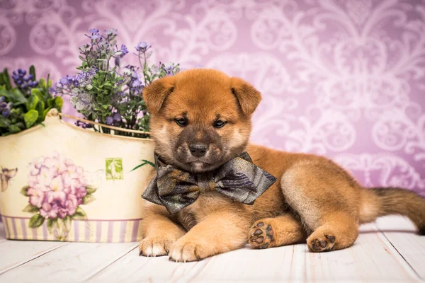 Filhote Cachorro Fofo Muito Fofo Sentado Posando Para Sessão Fotográfica — Fotografia de Stock