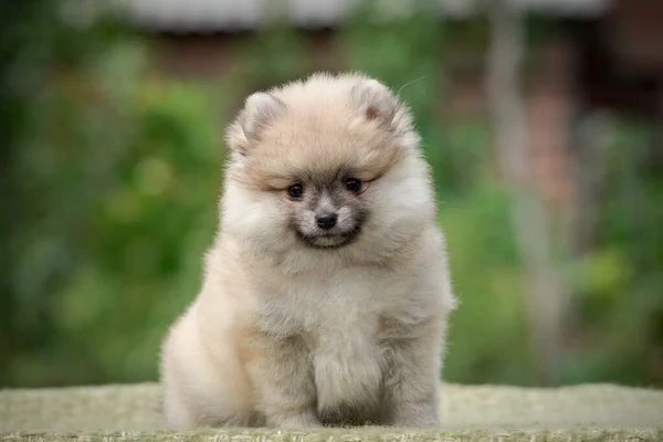 非常に美しく毛皮のような子犬は 公園に座って ポメラニア語のスピッツ笑顔写真1 — ストック写真
