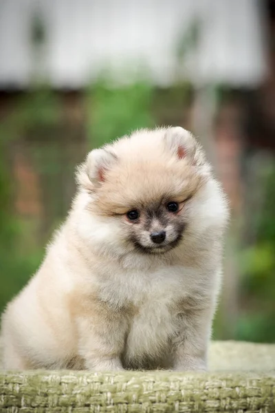 Cachorro Extremadamente Hermoso Peludo Sentado Parque Sonriente Spitz Pomeraniano —  Fotos de Stock