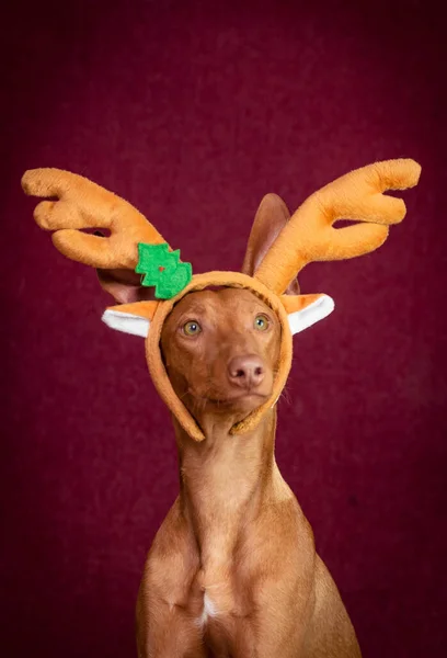 Perro Extremadamente Hermoso Con Bonito Aro Con Cuernos Ciervo Cirneco — Foto de Stock