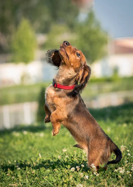 Extremely Beautiful Puppy Playing Jumping Field Just Enjoying Nature Dachshund — Stock Photo, Image