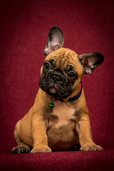 Filhote Cachorro Marrom Extremamente Bonito Posando Para Foto Com Fundo — Fotografia de Stock