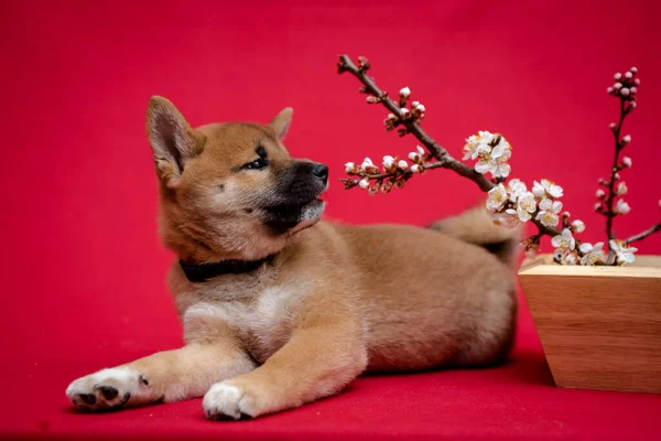 非常にかわいい犬は いくつかの桜の花の香りと赤い背景と写真のポーズ芝犬 — ストック写真