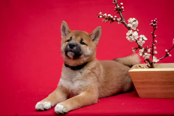 Extrêmement Beau Chien Assis Posant Pour Photo Avec Branche Sakura — Photo