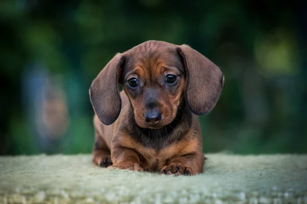 Чрезвычайно Милый Щенок Большими Ушами Лежал Позировал Фото Парке Dachshund — стоковое фото