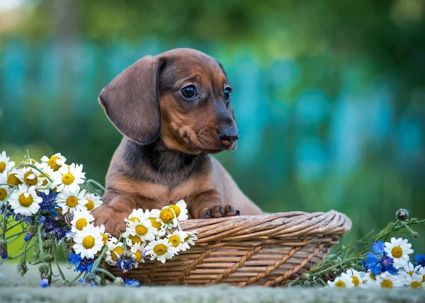 非常可爱的小狗 长着非常大的耳朵 坐在篮子里 提着一些菊花 摆出姿势在公园里拍照 — 图库照片