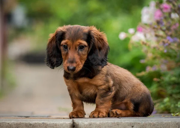 Apenas Cão Muito Bonito Sentado Parque Entre Flores Três Simplesmente — Fotografia de Stock