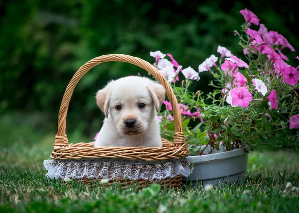 一只可爱的狗坐在篮子里 一边欣赏大自然 一边欣赏身边的花朵 — 图库照片