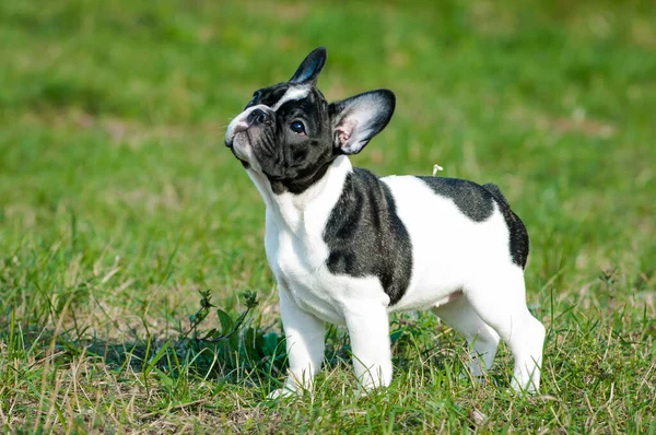 Han Foto Vacker Svart Och Vit Hund Stående Och Eftertänksamt — Stockfoto