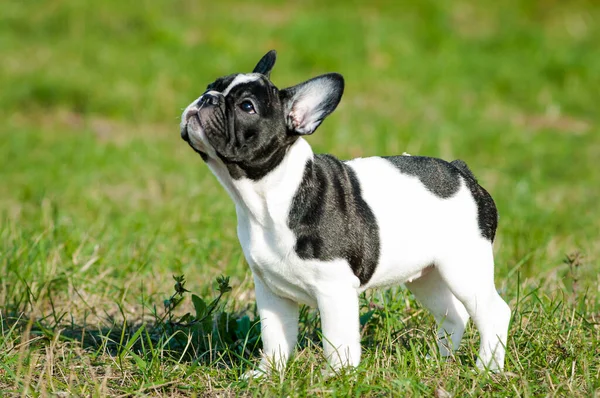 Güzel Siyah Beyaz Bir Köpeğin Fotoğrafı Durmuş Düşünceli Bir Şekilde — Stok fotoğraf