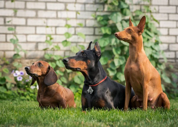 Três Cães Diferentes Mas Ainda Bonitos Sentados Olhando Para Algum — Fotografia de Stock