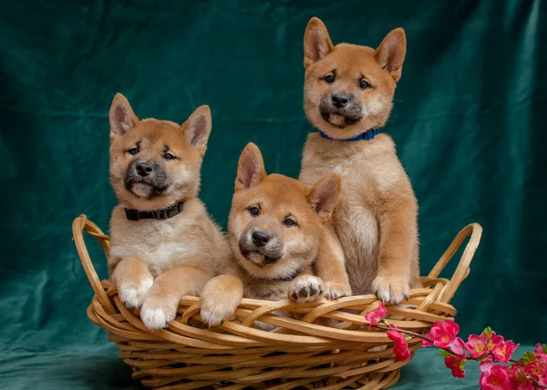 Três Lindos Cachorros Sentados Cesto Com Galho Sakura Lado Deles — Fotografia de Stock