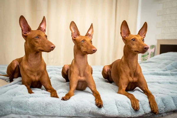Três Cães Muito Semelhantes Deitados Cama Olhando Para Algum Lugar — Fotografia de Stock