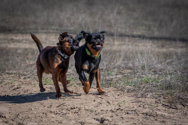 Двоє Милих Собак Під Час Ранкової Прогулянки Вирішили Бігати Грати — стокове фото