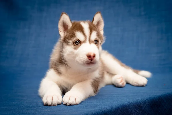 Mycket Söt Och Vacker Husky Och Poserar För Fotot Med — Stockfoto