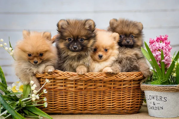 Quatro Filhotes Cachorro Extremamente Bonitos Sentados Cesta Com Algumas Flores Fotografias De Stock Royalty-Free