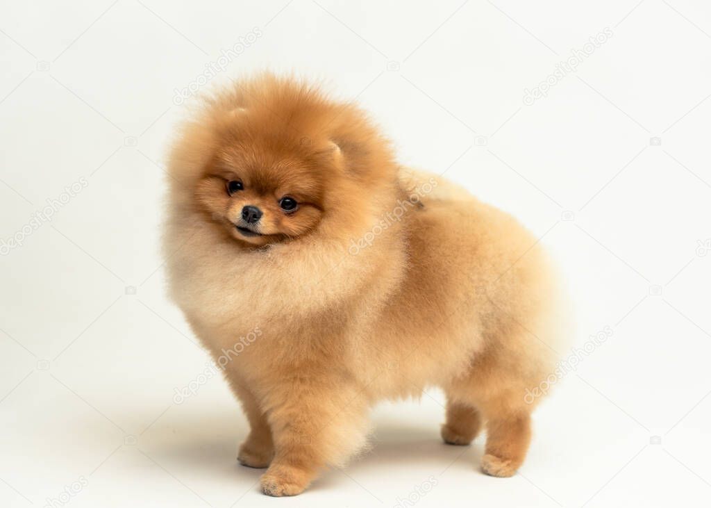 An extremely cute puppy posing for the photo with white background and smiling Pomeranian spitz