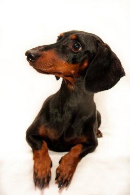 dachshund köpek.